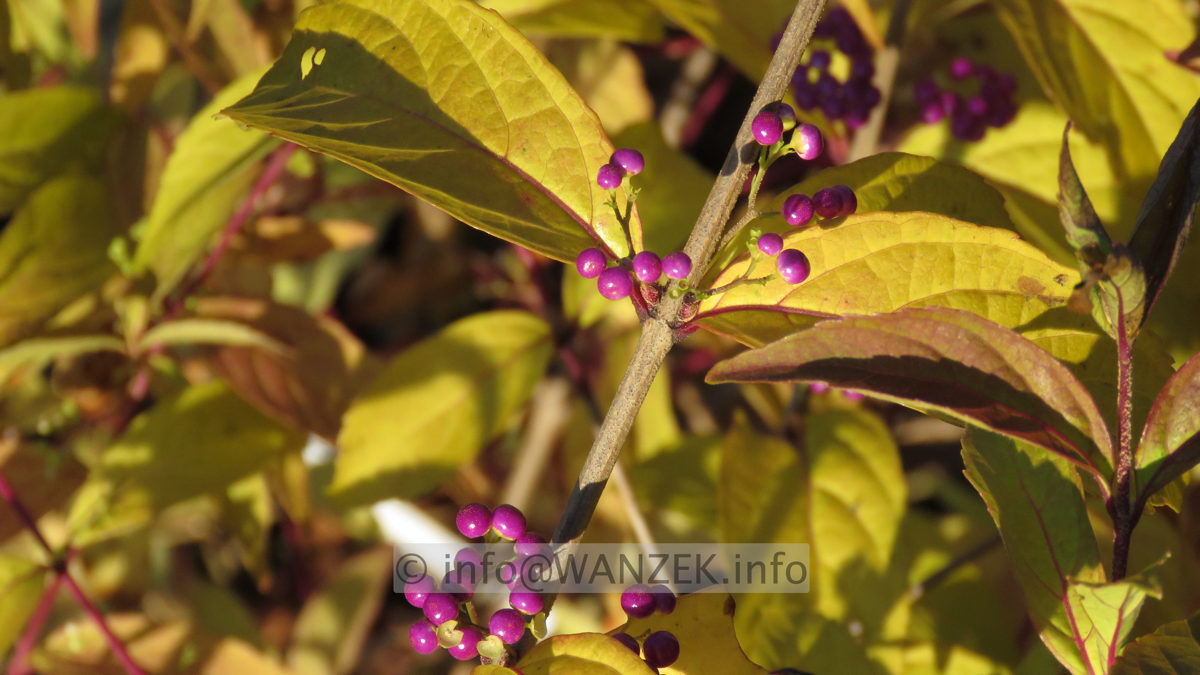 Callicarpa dichotoma Issai Beeren 3.JPG